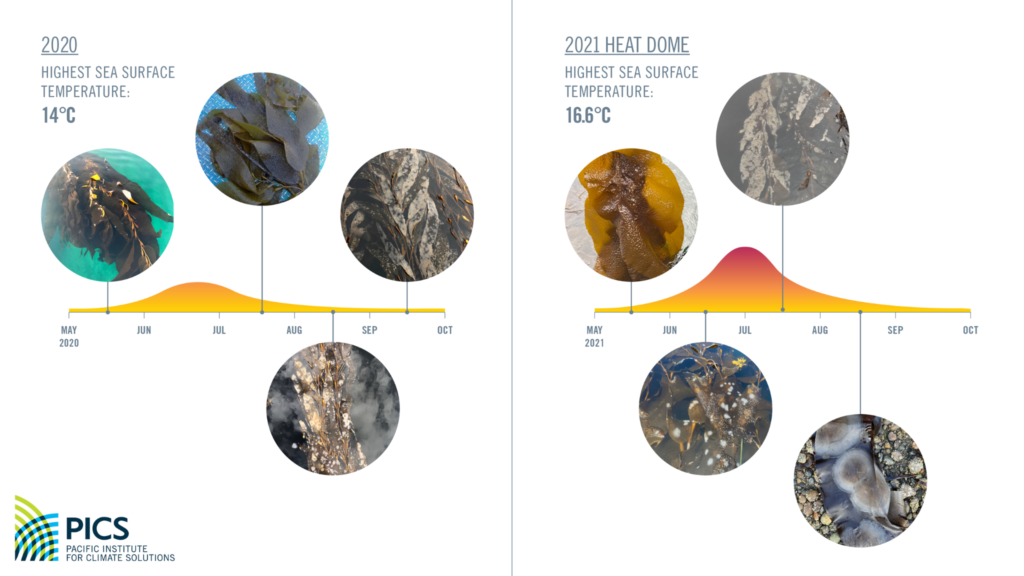 A graph showing the damage and recovery of kelp during the 2021 heat dome. 