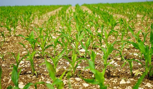 cornfield-corn-field-arable free photo.jpg