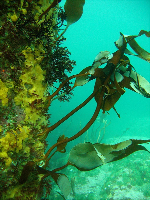 Kelp growing underwater