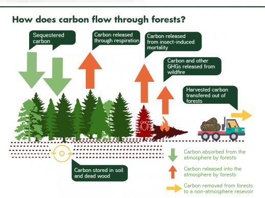 02_forestecosystems_infographic_final_0 copy 3.png