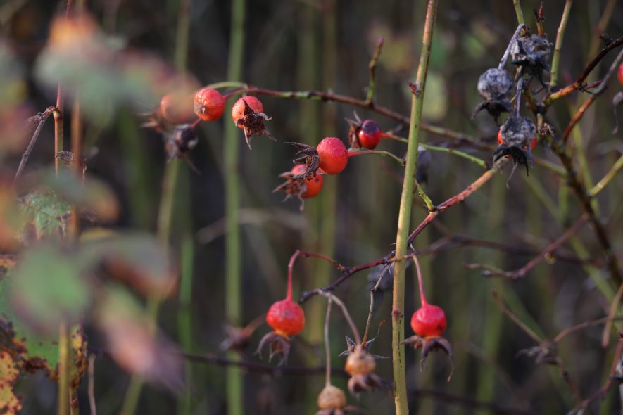 Selective focus on rosehips in different stages affected by drought on a greenway in southwestern British Columbia.