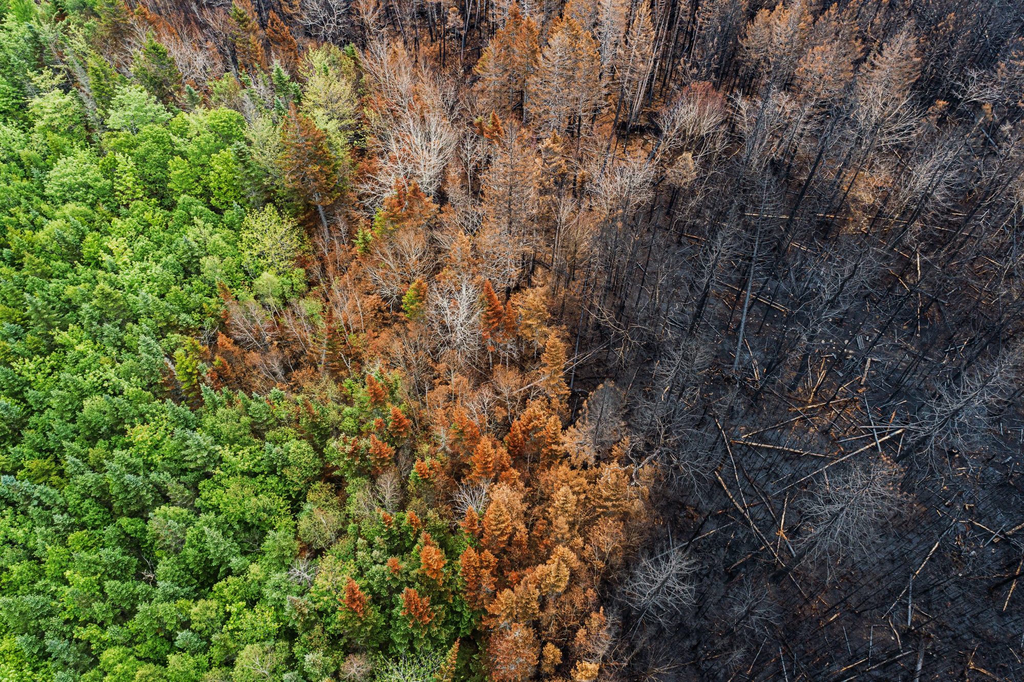 Aerial view of a charred landscape after a wildfire. The right side of the photo shows burned trees; the left, a still living forest.