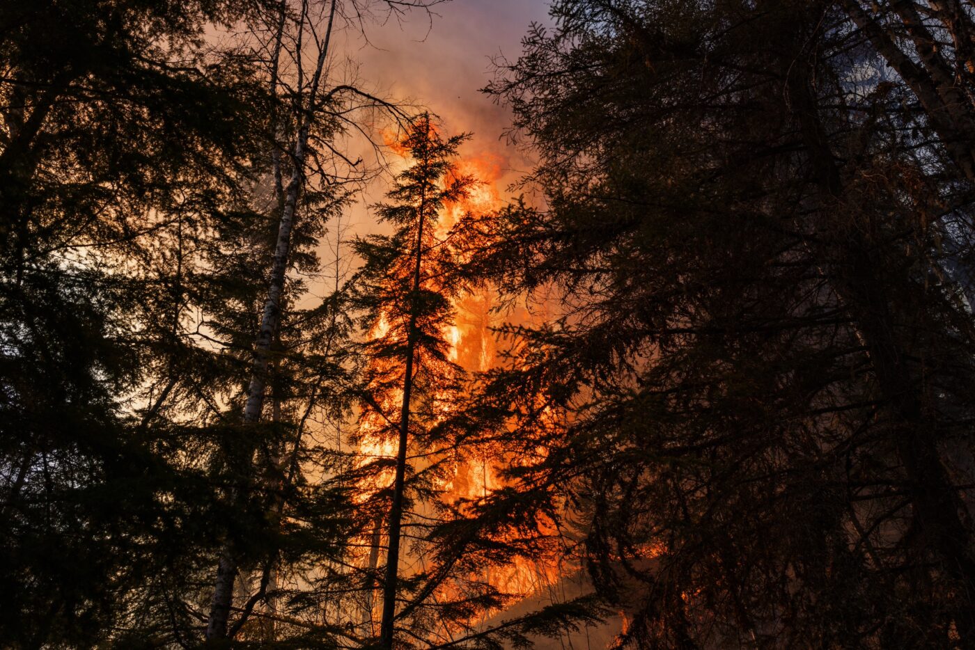 Trees burning at the crowns in a wildfire. Credit: The Narwhal